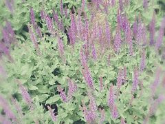 -武清南湖绿博园