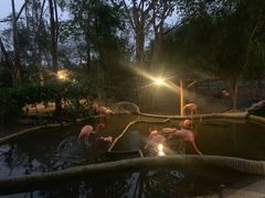 -清迈夜间动物园