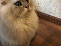 -猫友咖啡店(玉林西路店)
