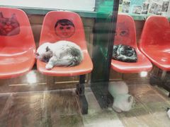 -猫咪博物馆(顶澳仔猫街店)