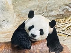 -海南热带野生动植物园