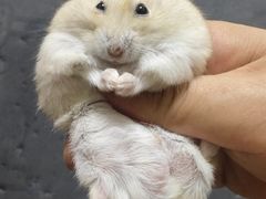 -麦当劳(金稻田路餐)