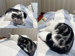 -欣宠猫屋·矮脚拿破仑·蓝金金渐层