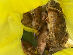 -小猫钓鱼海钓俱乐部(椰梦长廊店)