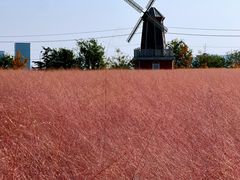 -羊亭河湿地公园