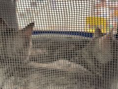 -佳雯宠物医院(四明中路分院)