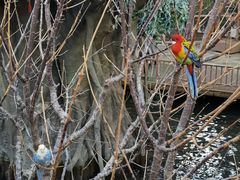 -南宫五洲植物乐园