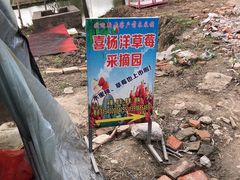 -喜杨洋草莓采摘园