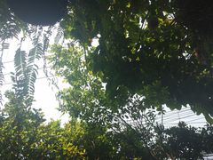 -Fern Forest Cafe