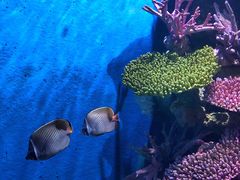 -暹罗海洋世界