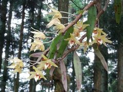 -井冈山风景名胜区-黄洋界