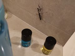 -春兰国宾馆(凤城河风景区老街店)