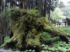 -阿里山神木遗迹