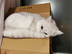 -十年猫舍·猫咪专门店(普陀店)