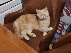 -猫小院猫主题餐厅(三里屯店)