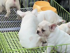 -中环花鸟鱼虫市场