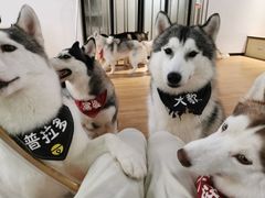-Husky Go! 哈士奇体验馆·宠物咖啡厅狗咖