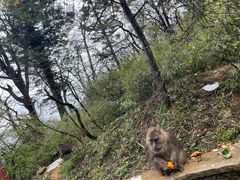 -峨眉山风景名胜区