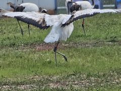 -盐城丹顶鹤湿地生态旅游区