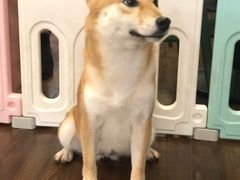 -柯斗斗主题餐厅·狗咖·围炉煮茶·茶饮(国瑞升平里店)