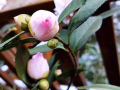 -三圣花乡旅游区