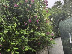 -莲花山公园