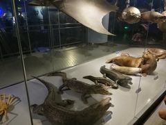 -泉城欧乐堡海洋极地世界