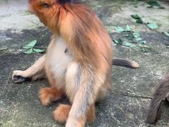 -贵州森林野生动物园