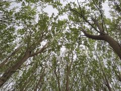 -蒲河岛湿地公园