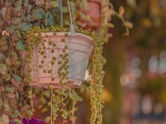 -溪岸路花鸟市场