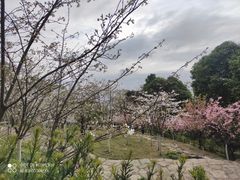 -南山植物园