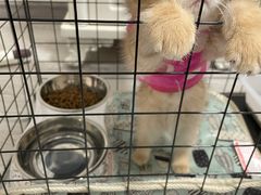 -喵zoo家庭繁育猫舍(尖东智能花园店)