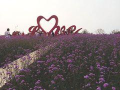 -西京湾花海