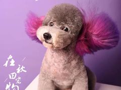 -读宠于你·约克夏比熊·睫角守宫·爬宠售卖(高新店)