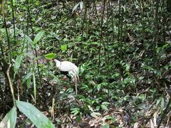 -中国大熊猫保护研究中心雅安碧峰峡基地