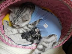 -欧奕国际动物医院