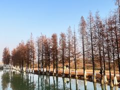 -瑶湖郊野森林公园