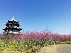 -上海海湾国家森林公园