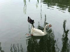 -莲花池公园