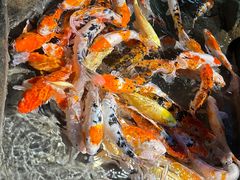 -海合安青岛极地海洋公园