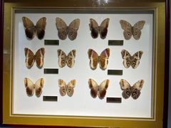 -上海昆虫博物馆