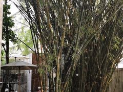 -陶享时光西餐·下午茶·竹林花园(新城店)
