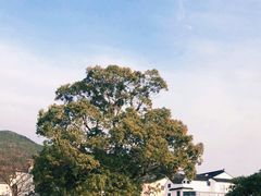 -东山风景区(洞庭东山)