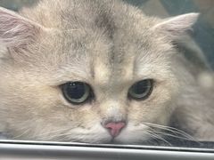 -瑞派名望志远动物医院·猫科·內科·异宠专科(直港大道店)