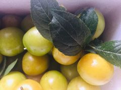 -呼吸森林·生态农庄农家乐私房菜