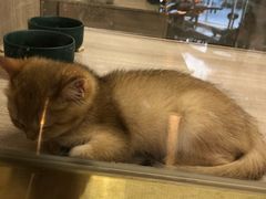 -飞行喵MR PILOT|猫舍·猫咖(静安大融城店)