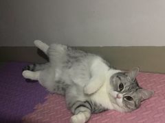 -东莞宠友24H宠物中心医院·转诊夜诊·异宠(新河北路院)