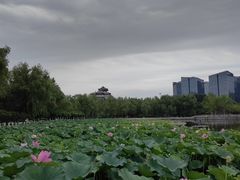 -莲花池公园