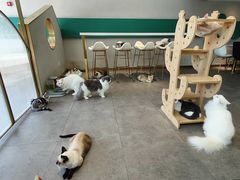 -飞行喵MR PILOT|猫舍·猫咖(静安大融城店)