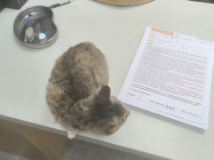 -艾贝尔宠物医院·宠保定点·超声绝育·免疫点(樱花路店)